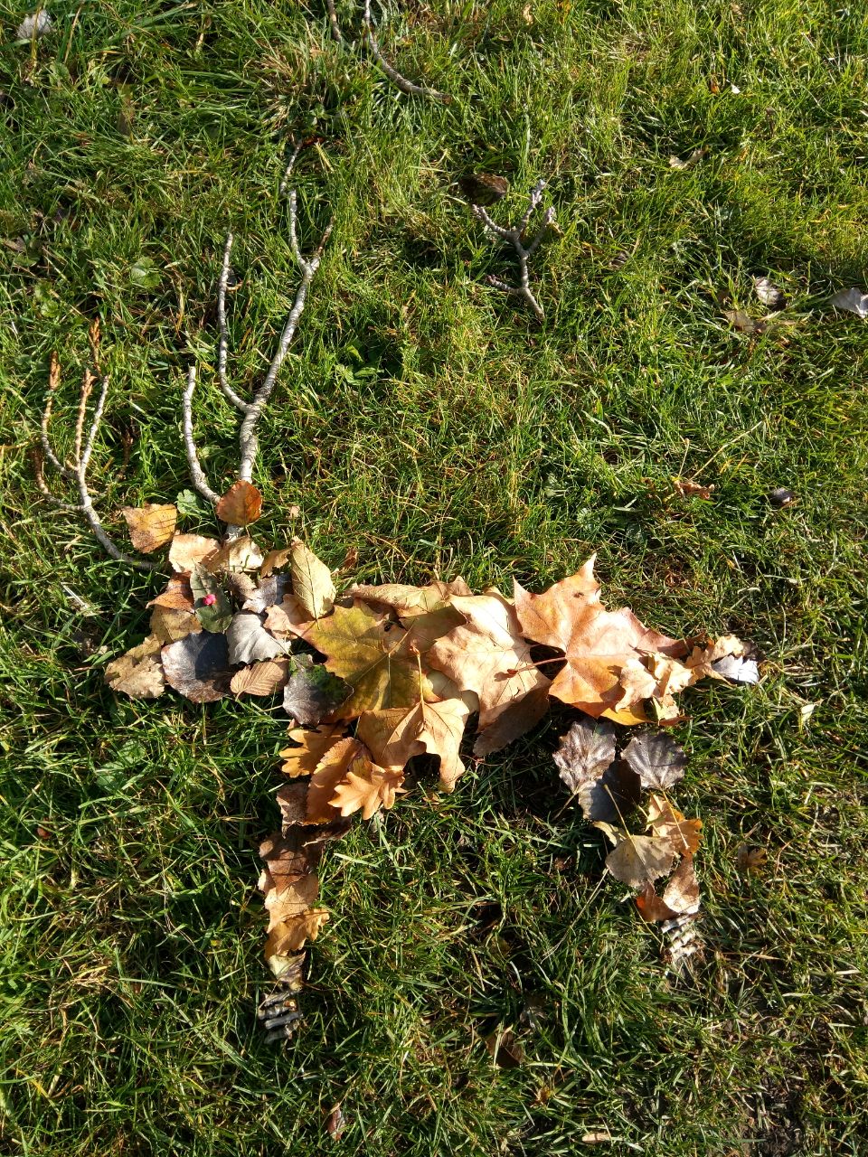 Wie überwintern Vögel?